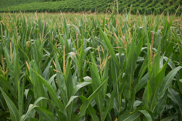 Obraz premium Zea mays