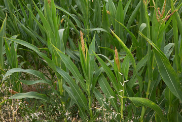 Obraz premium Zea mays