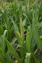 Zea mays