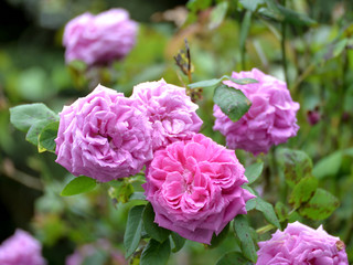 Roses  dans le jardin .