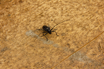 black beetle with a long mustache stands on an unprocessed wooden board.