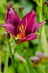 Flowering daylilies in the garden. Blossoming Hemerocallis in summer garden. Beautiful flowers of daylilies