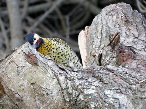 P&aacute;jaro carpintero escondido tras un tronco