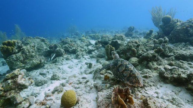 Hawksbill Sea Turtle in coral reef of Caribbean Sea around Curacao