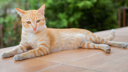 Cat, Portrait orange cat lounging, closeup, natural background.