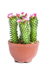 Beautiful pink cactus flowers on a white background.