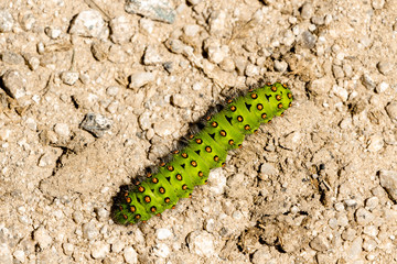 Chenille verte à points