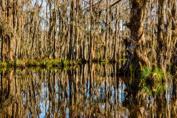 Cypress tree trunks and water reflections in Louisiana swamps