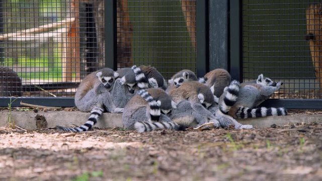Ring-Tailed lemures (Lemur catta) sleeping in a group close together for safety. Encoded in ProRes 422 at 4K