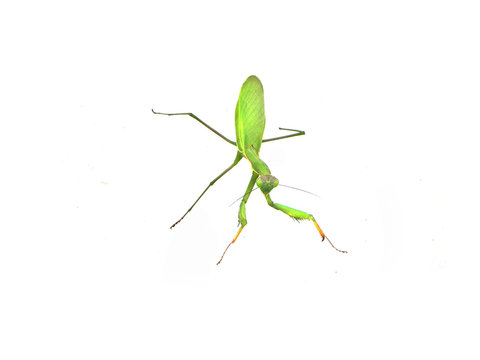 praying mantis isolated on white background