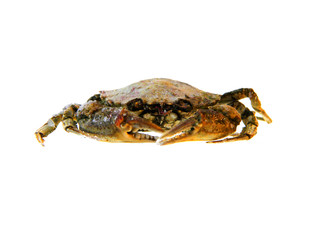 crab isolated on white background
