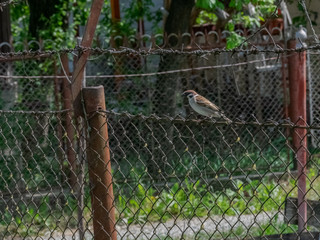 Ordinary bird on a fence