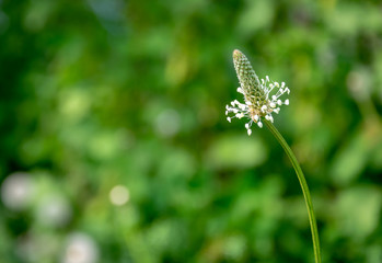 Simple ordinary normal plant close-up