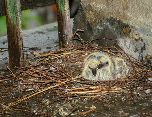 Two small baby pigeons after two weeks