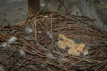 Naklejka na ściany i meble Two small baby pigeons with flash