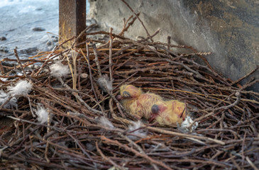 Two small baby pigeons