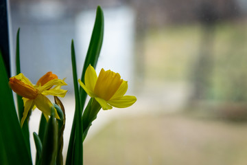 Two yellow flowers