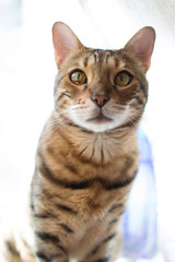 cat isolated on white background