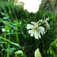 цветок,трава