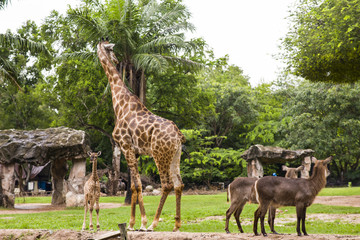 giraffe in zoo