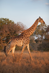 south african giraffe, cape giraffe, giraffa giraffa giraffa, Kruger national park, South Africa