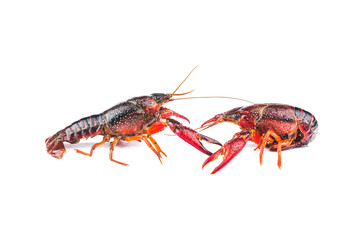 Crayfish,Crawfish isolated on white background