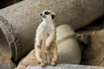 Fototapeta premium meerkat on guard