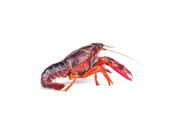 Crayfish,Crawfish isolated on white background