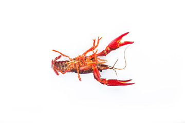 Crayfish,Crawfish isolated on white background
