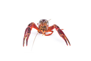 Crayfish,Crawfish isolated on white background