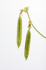 Peas - Isolated Peapods