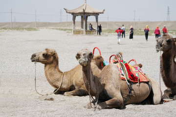 Desert camels resting on the sand in Gansu, China