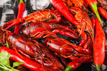 Fresh cooked crayfish in ice cubes