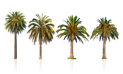 Four palm trees isolated on white background