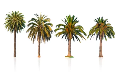 Poster Four palm trees isolated on white background © unclepodger