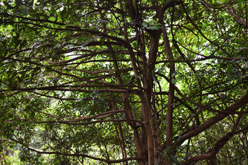 tree in the forest