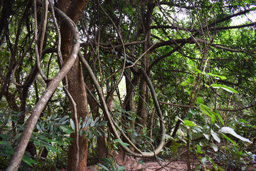 tree in the forest