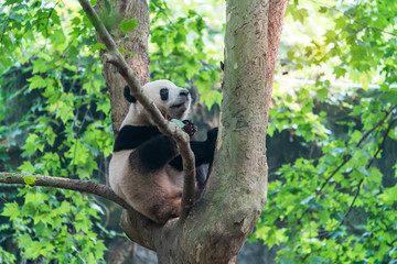 Giant panda over the tree.