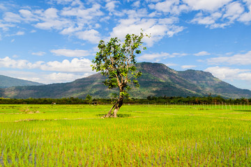 Fototapeta na wymiar A single stand alone tree laying in midle of the rice field at sunlight of the day