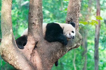 Giant panda over the tree.