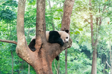 Obraz premium Giant panda over the tree.