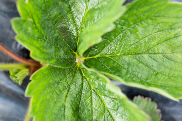 Close up of strawberry plant leaves 