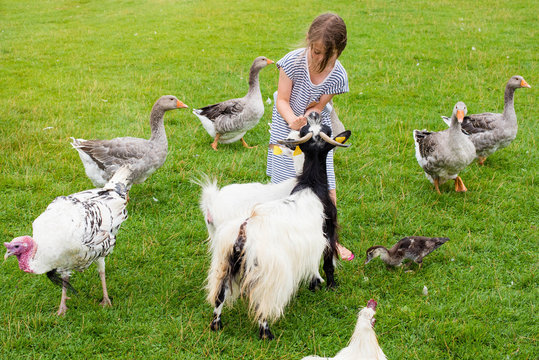 beautiful girl on holiday at the farm donating to goats