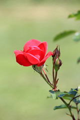 riot of flowers in the summer park
