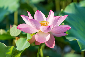 Lotus flower and Lotus flower plants