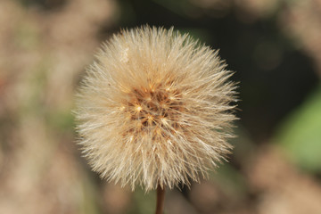 dandelion flower in spring, wind, details