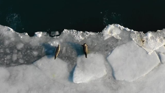 Overhead view of seals at ice floe in Iceland