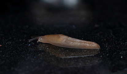 slug slowly crawling over the surface of the glass