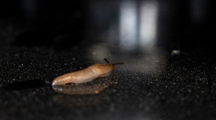 slug slowly crawling over the surface of the glass