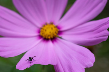 Obraz premium Pink Wild Flower Macro Background Detail